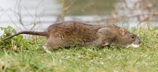 rat running