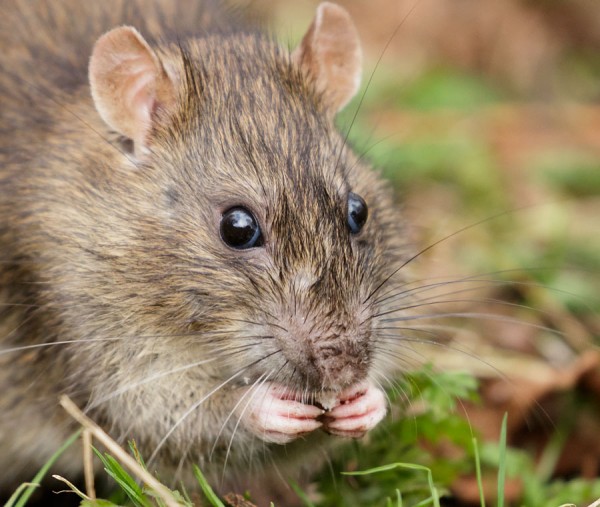 rat