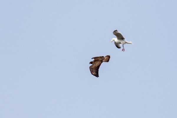 buzzard mobbed by gull