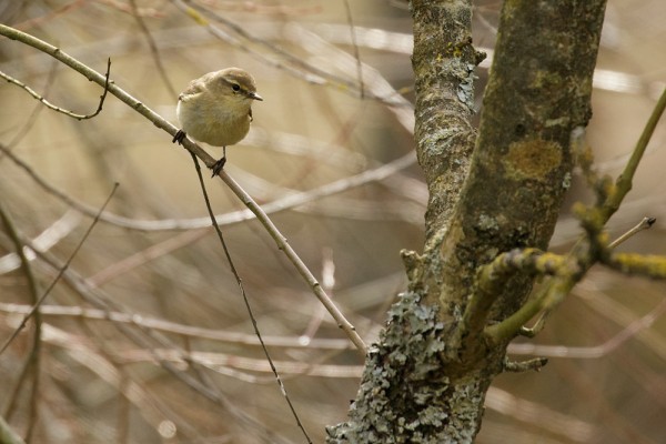 Chiffchaff (or possibly willow warbler)