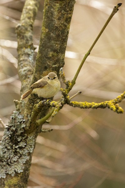 Chiffchaff (or possibly willow warbler)