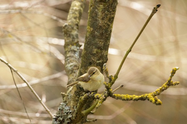 Chiffchaff (or possibly willow warbler)