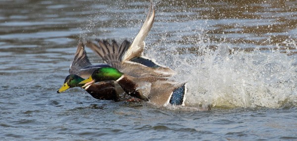fighting ducks