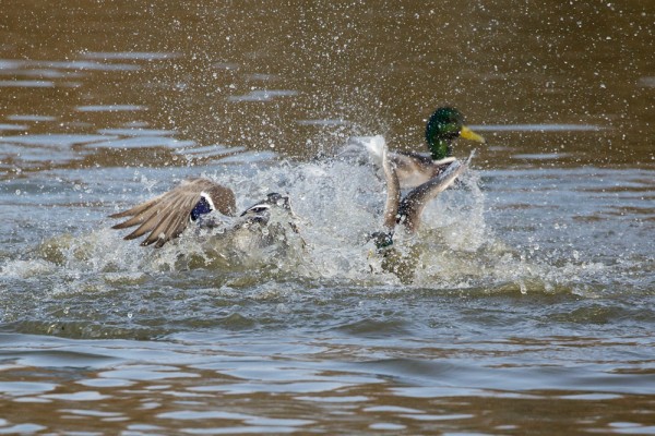 fighting ducks