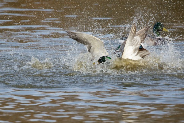 fighting ducks