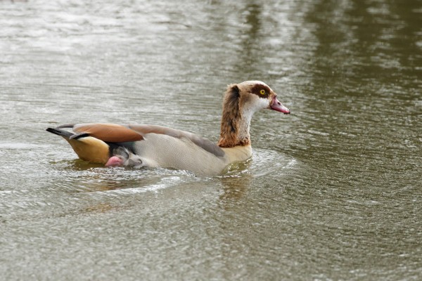 Egyptian goose at Falmer Pond, East Sussex
