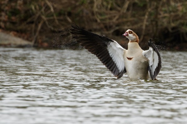 Egyptian goose at Falmer Pond, East Sussex
