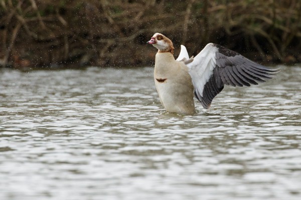 Egyptian goose at Falmer Pond, East Sussex