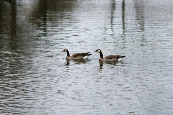 Pair of unknown geese at Falmer