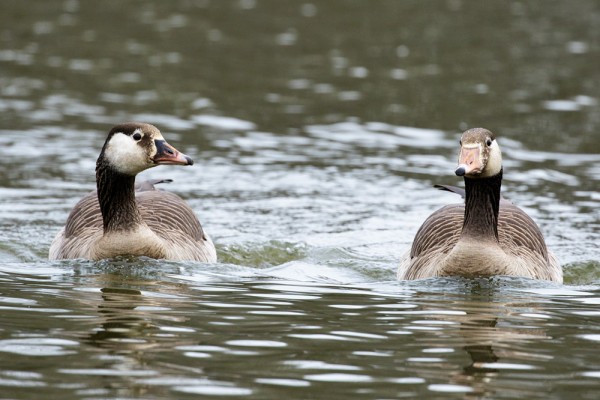Geese swimming