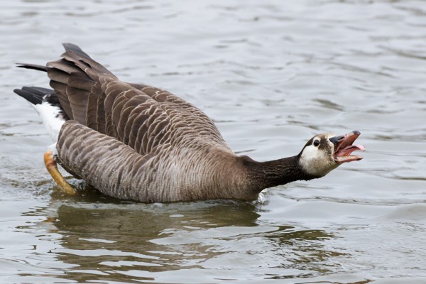 Goose hissing