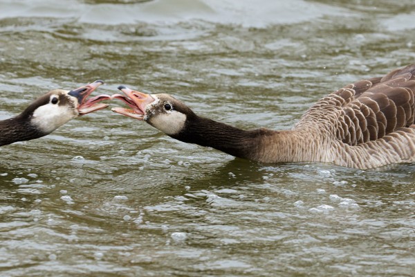 Geese kissing