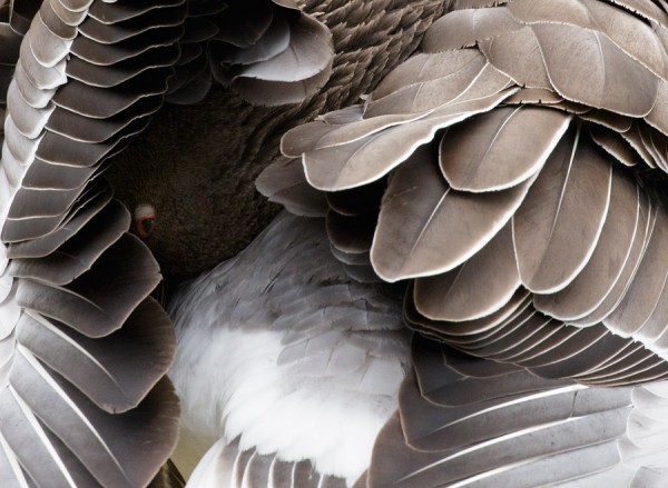 greylag goose feather detail