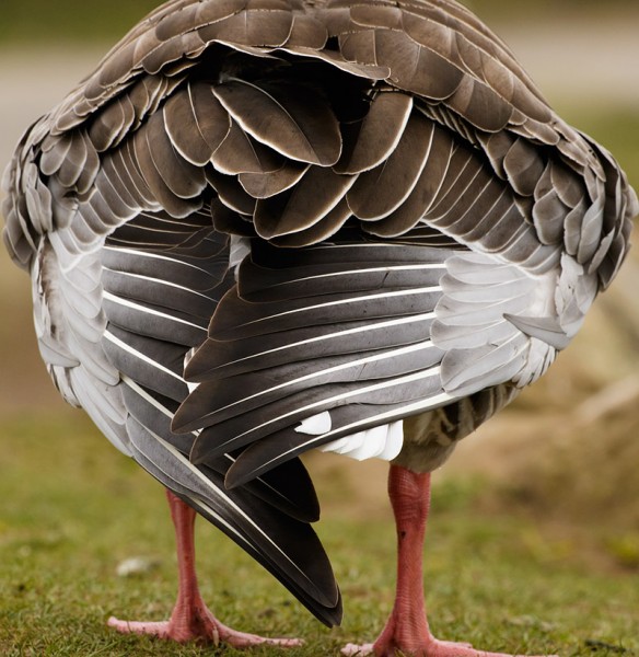 greylag goose feather detail
