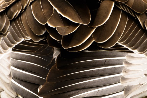 greylag goose feather detail