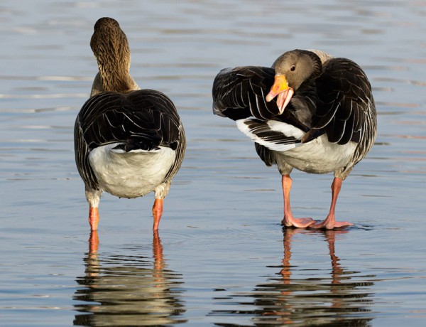 Wild Fowl