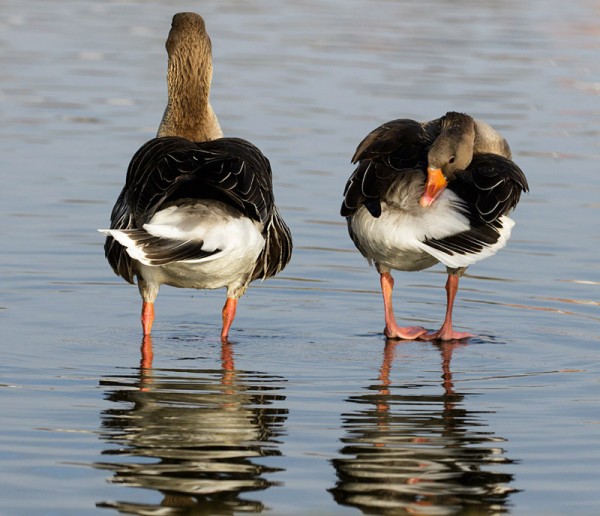 Wild Fowl
