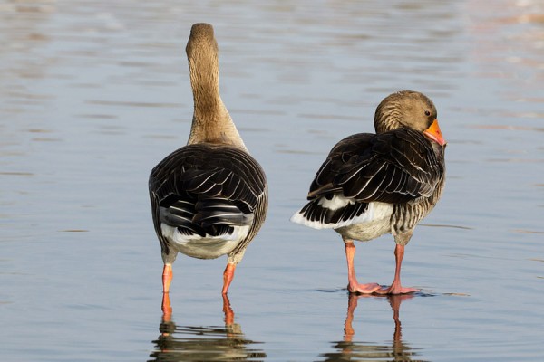 Wild Fowl