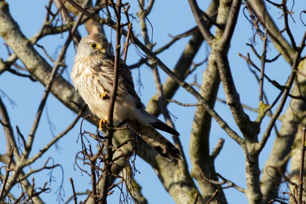 kestrel
