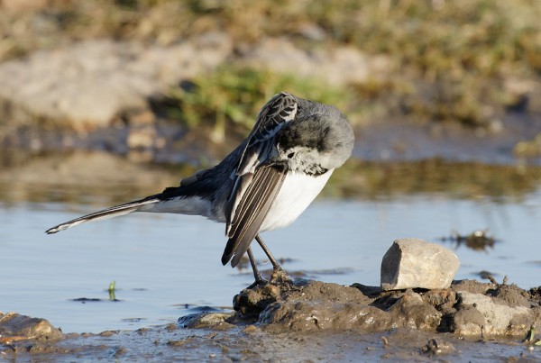 Pied wagtail