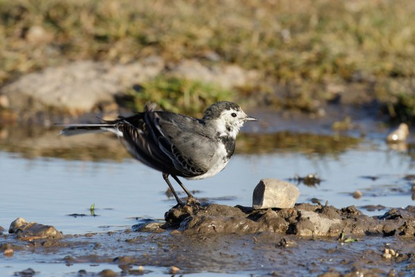 Pied wagtail