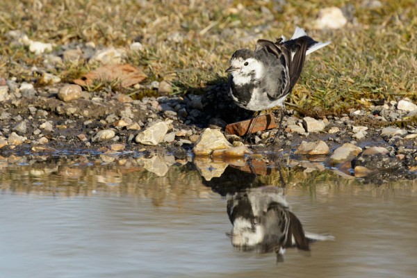 Pied wagtail