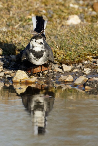Pied wagtail