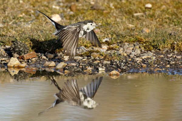Pied wagtail