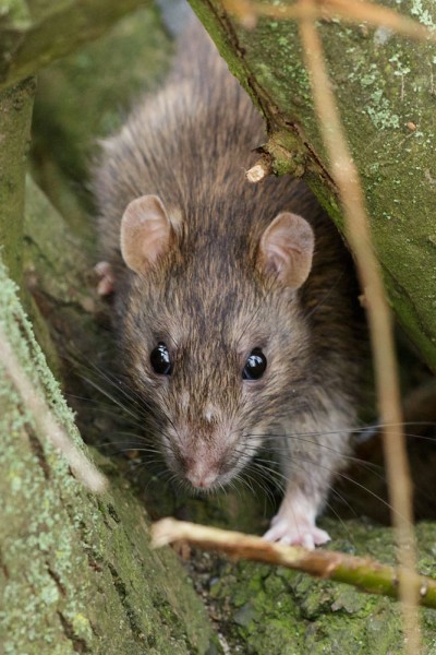 rat