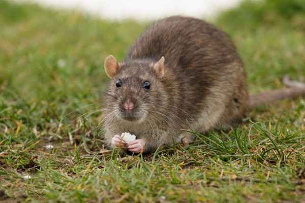 rat with mouth closed