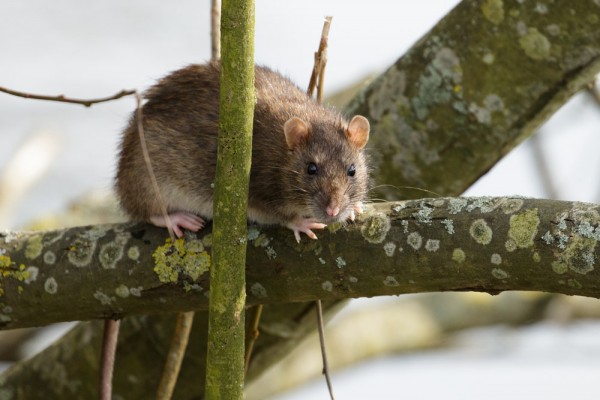 rat in tree