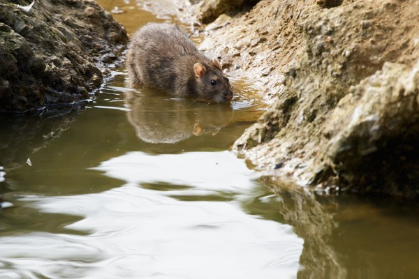 rat by the water