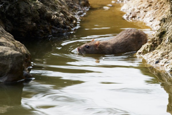 rat by the water