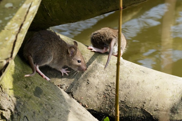 young rats in tree