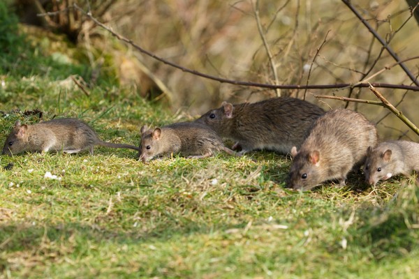 Family of rats