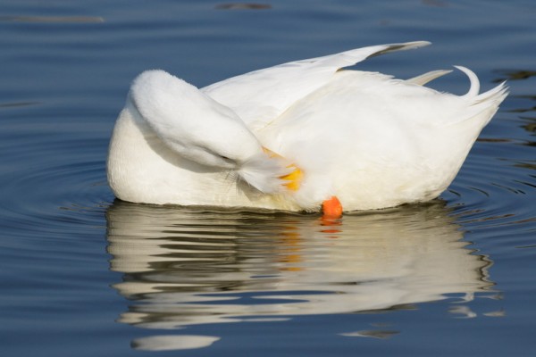 beautiful white duck