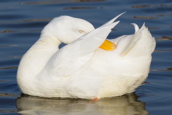 beautiful white duck