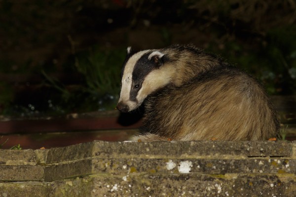 Badger in garden