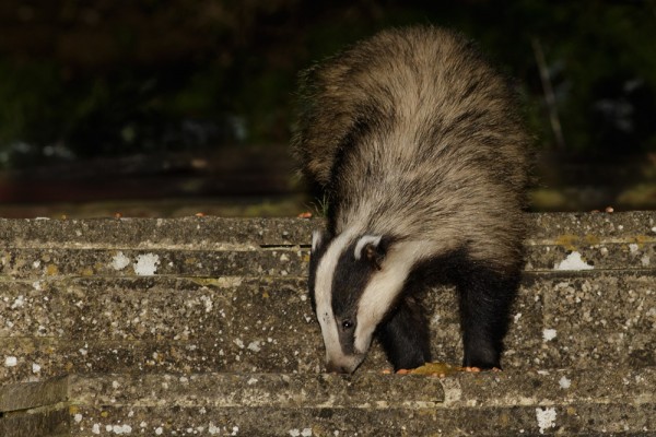 Badger in garden