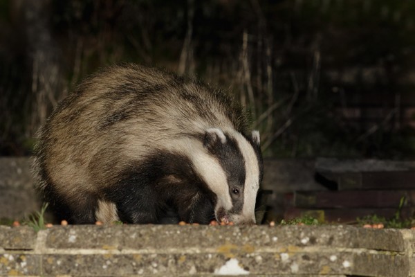 Badger in garden