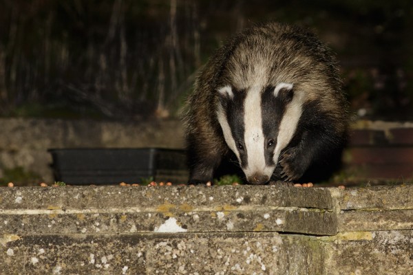 Badger in garden