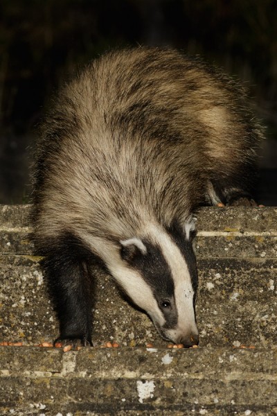 Badger in garden