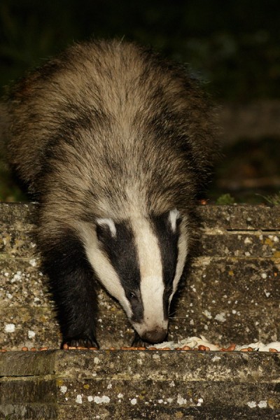 Badger in garden