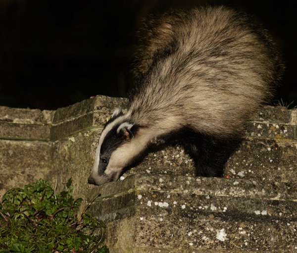 Badger in garden
