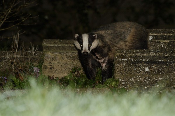Badger in garden