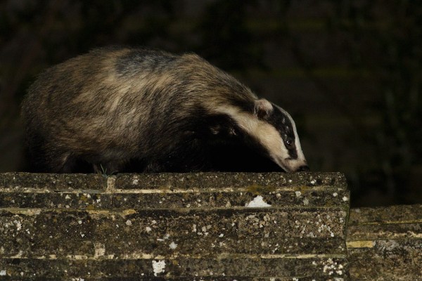 Badger in garden