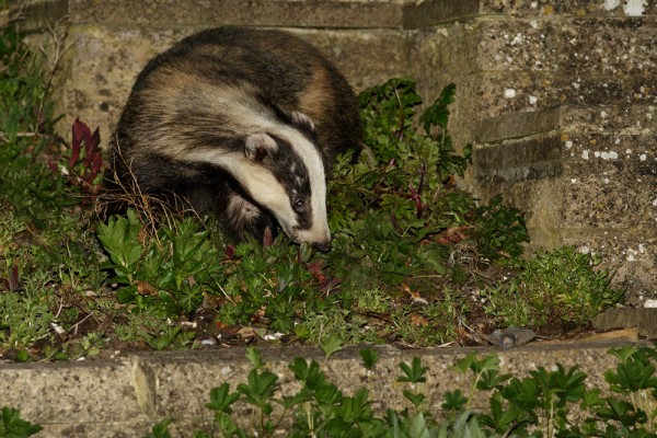 badger