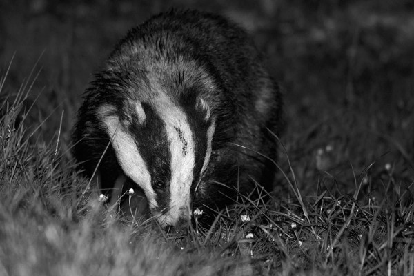 badger