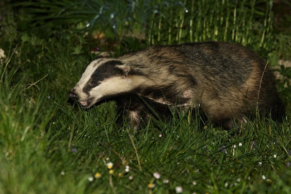 badger