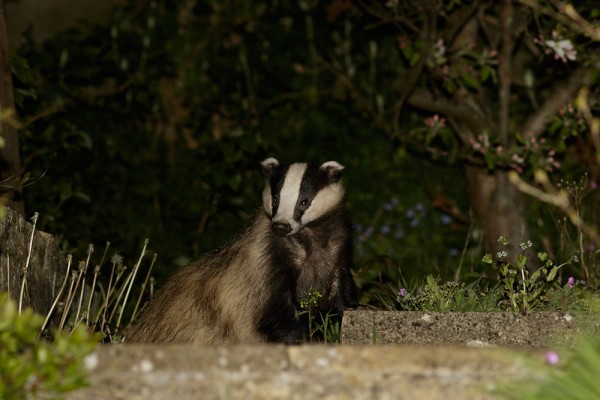 Badger in garden